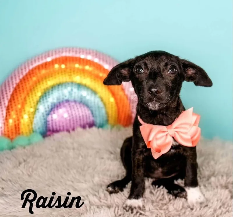 A baby small-sized female Rat Terrier dog named Raisin for adoption in Monticello, MN