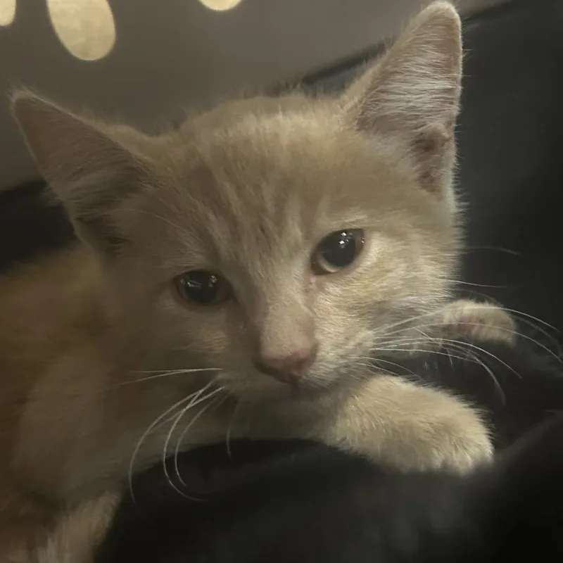 A baby small-sized male Domestic Short Hair cat named Andy for adoption in Eureka Springs, AR
