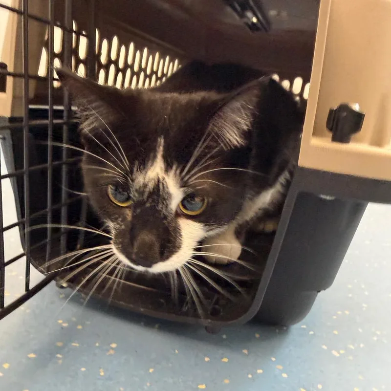 An adult large-sized male Domestic Short Hair cat named Zorro for adoption in Watertown, NY