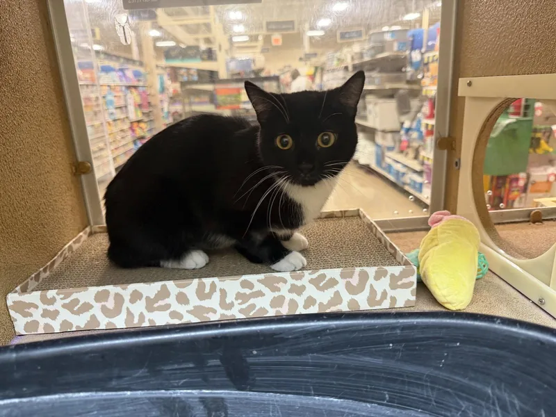 An adult medium-sized female Black & White / Tuxedo Domestic Short Hair cat named Gallarina for adoption in Wheaton, IL