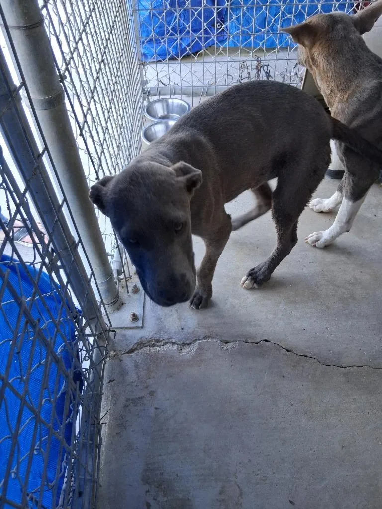 An adult large-sized male Pit Bull Terrier dog named Hemlock for adoption in Brownwood, TX