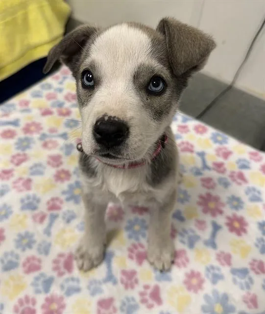 A baby small-sized female Siberian Husky dog named Girly Pop for adoption in Ontario, CA