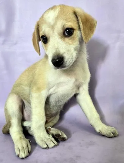 A baby medium-sized male Australian Shepherd dog named Wilson for adoption in Morton Grove, IL