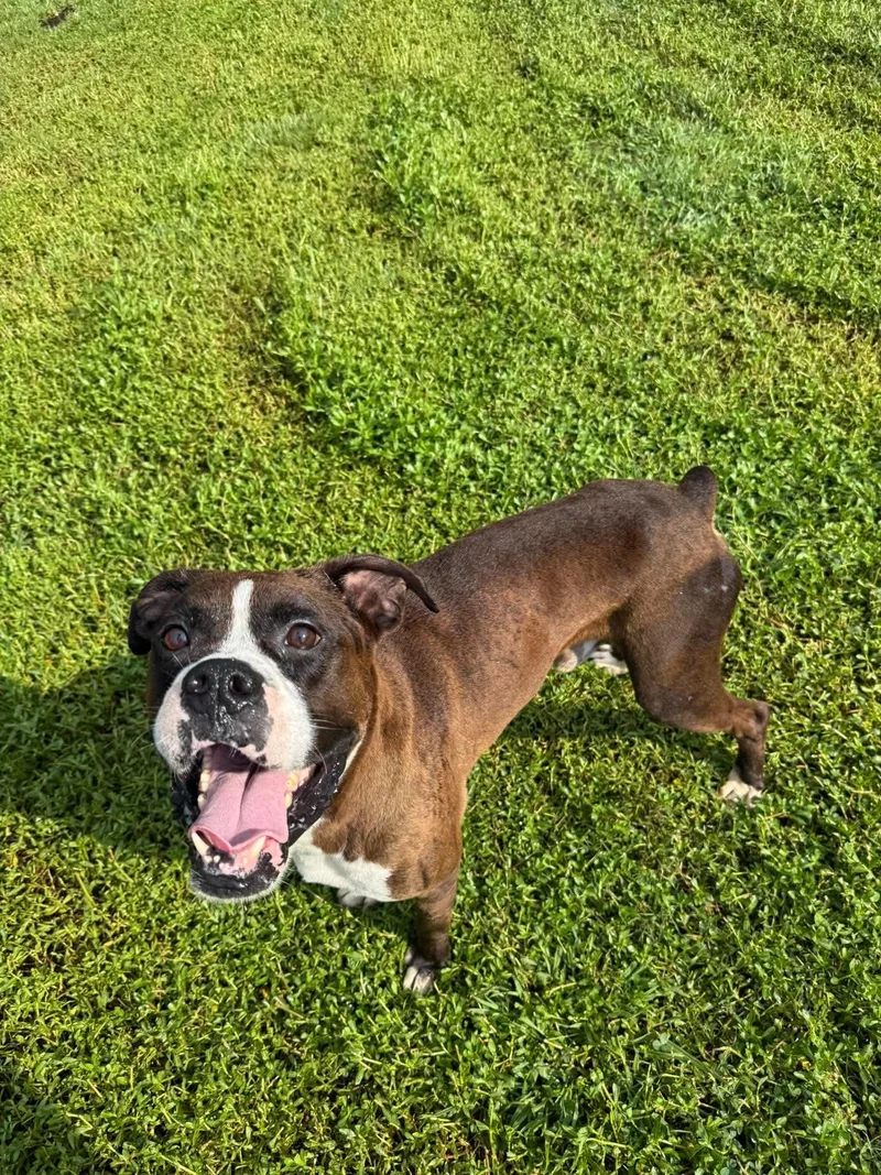 A young medium-sized male Boxer dog named Deeno for adoption in Wilmington, NC