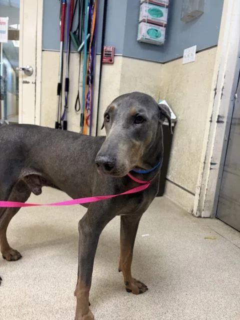An adult large-sized male Doberman Pinscher dog named Dasher for adoption in Riverside, CA