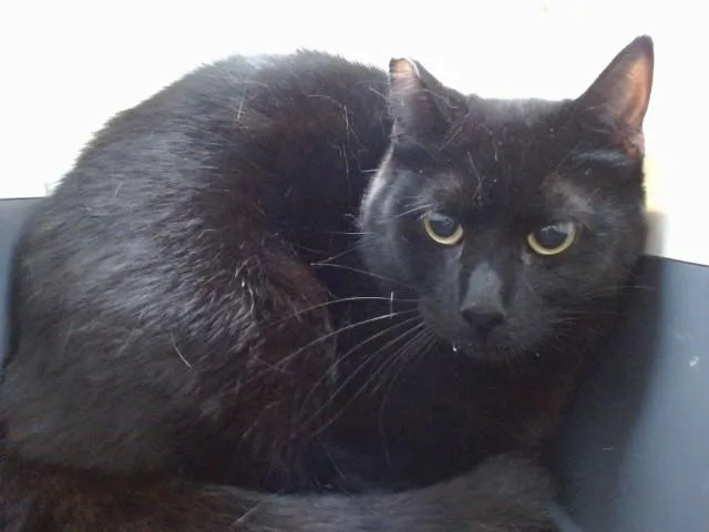 A young medium-sized male Domestic Short Hair cat named Nelson for adoption in Salinas, CA