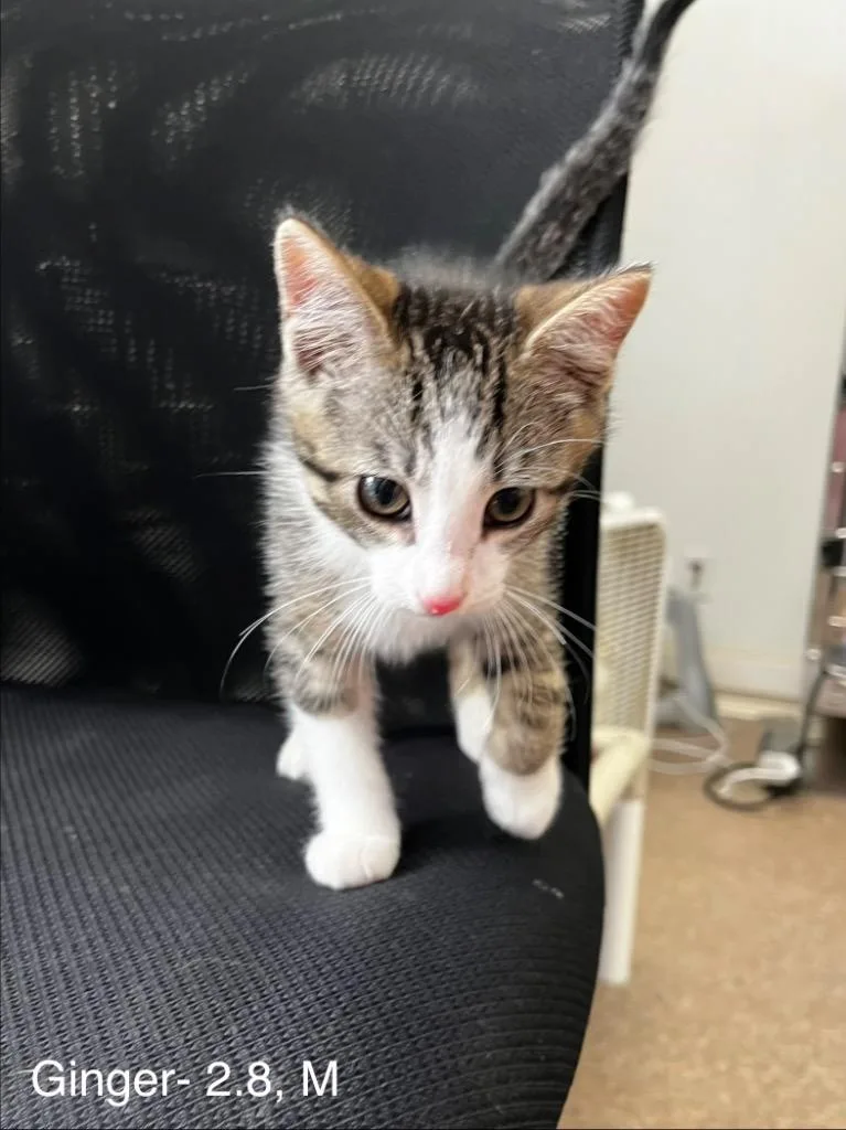 A baby medium-sized male Domestic Short Hair cat named Ginger for adoption in Sunrise Beach, MO