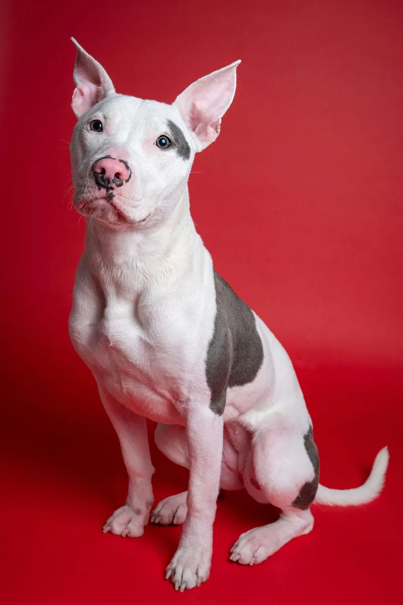 Focacciasocial! thumbnail 4