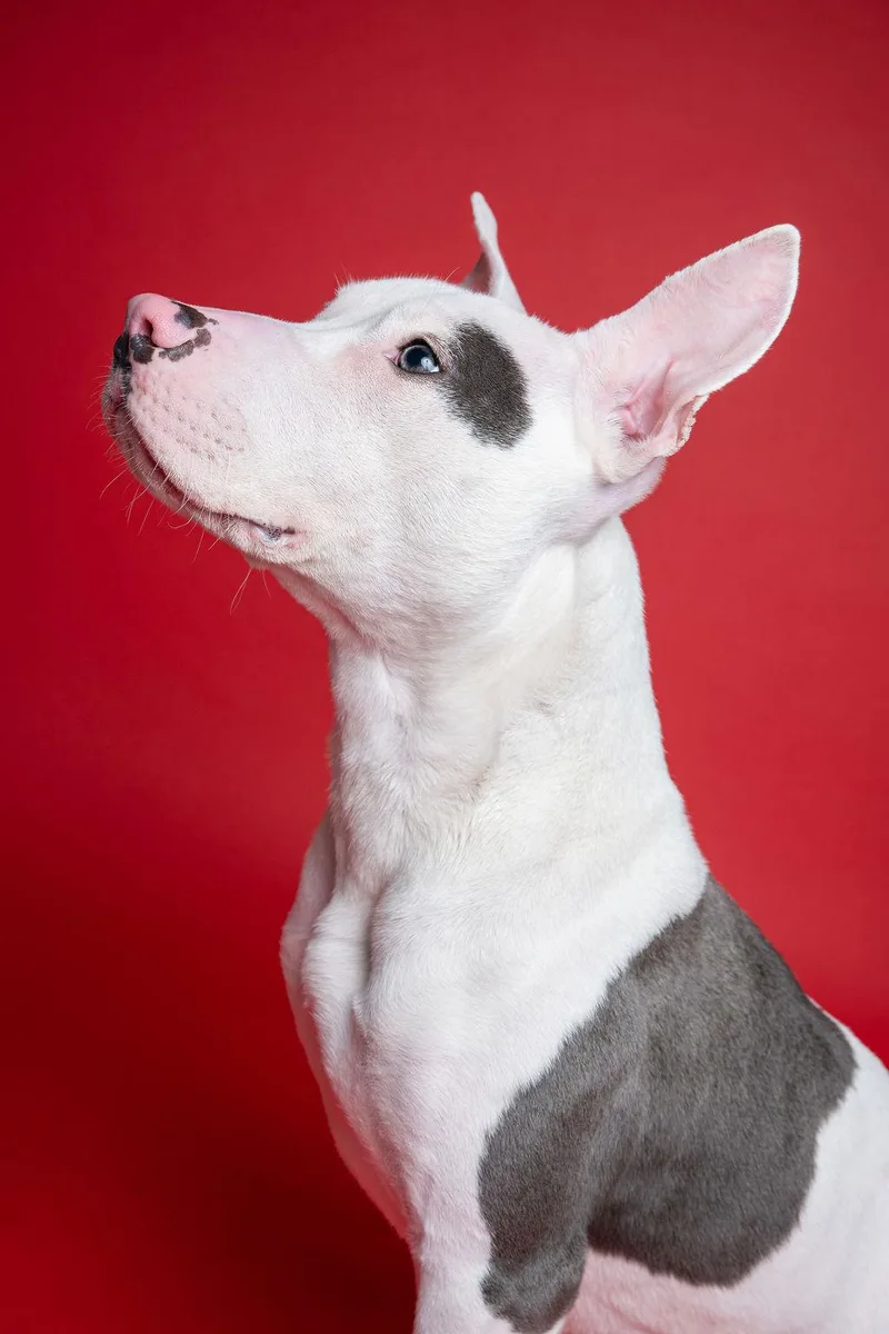 Focacciasocial! thumbnail 5