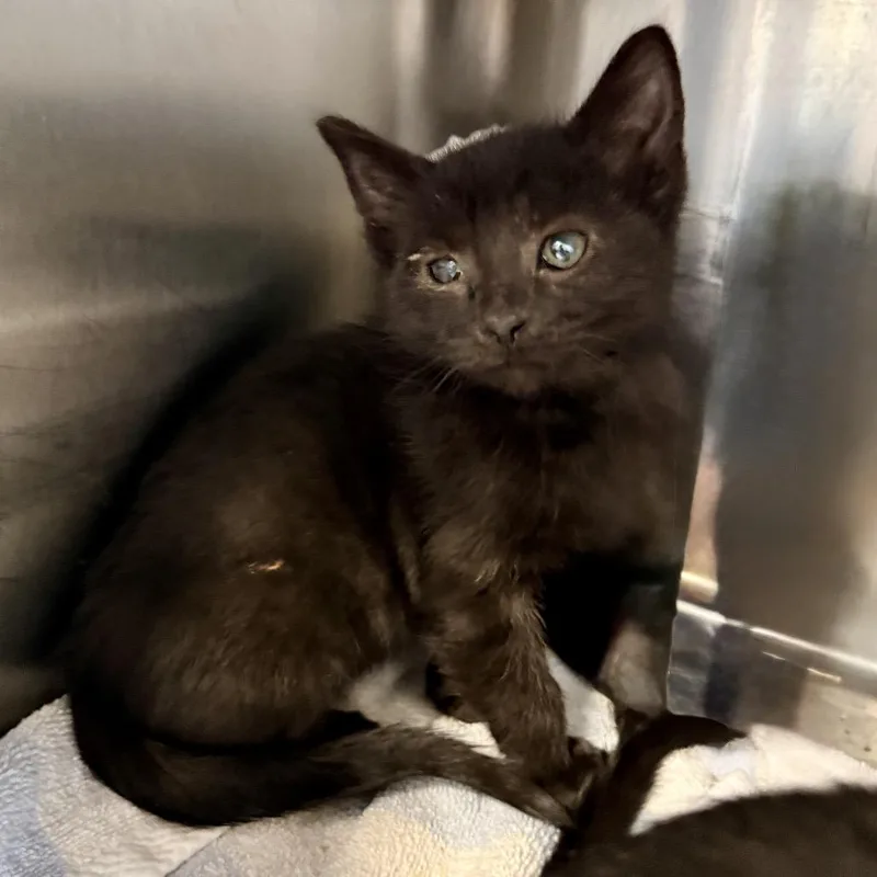 A baby small-sized male Black Domestic Short Hair cat named Dragon for adoption in Palm Springs, CA