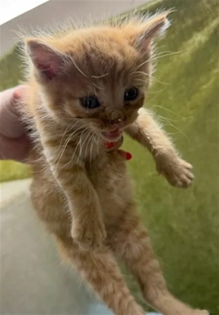 A young small-sized male Domestic Short Hair cat named Cody for adoption in Riverside, CA
