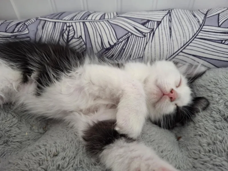 A baby small-sized male Black Domestic Medium Hair cat named Pachinko for adoption in La Jolla, CA