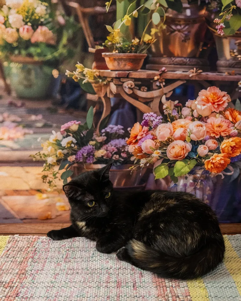 An adult medium-sized female Tortoiseshell Domestic Short Hair cat named Mavis for adoption in Lapeer, MI