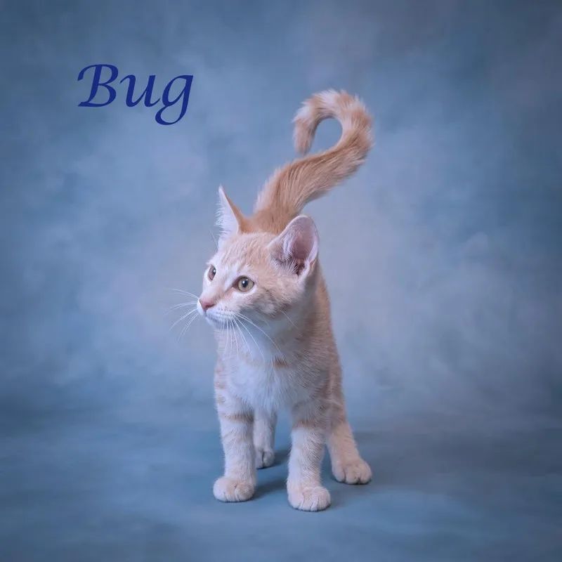 A baby small-sized male Orange / Red Domestic Short Hair cat named Bug C for adoption in Lebanon, TN