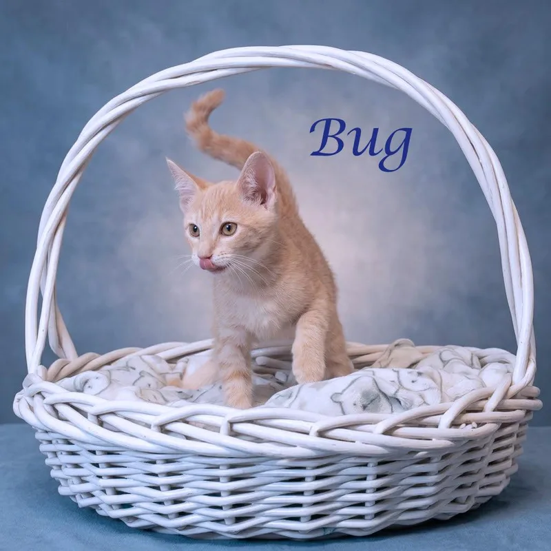 Bug C thumbnail 2