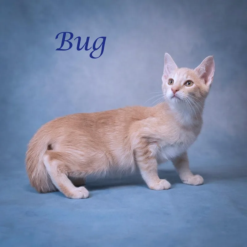 Bug C thumbnail 3