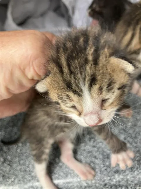 A baby medium-sized male Domestic Short Hair cat named Bongo for adoption in Dallas, TX