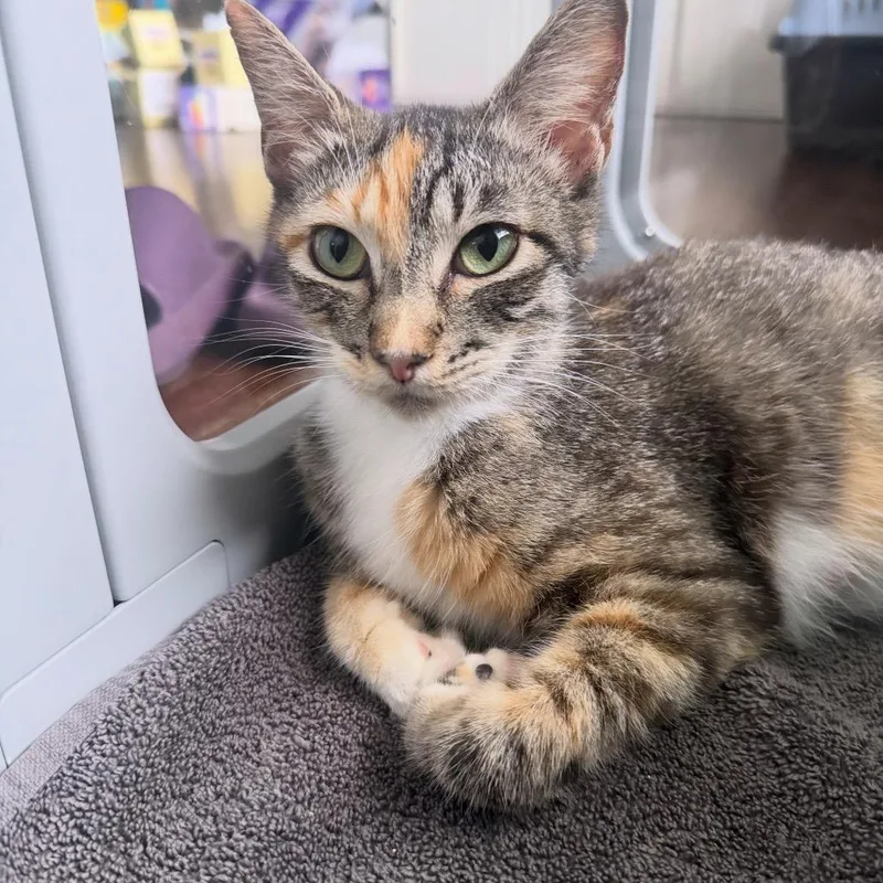 A young small-sized female Calico Domestic Short Hair cat named Helvetica for adoption in Orlando, FL