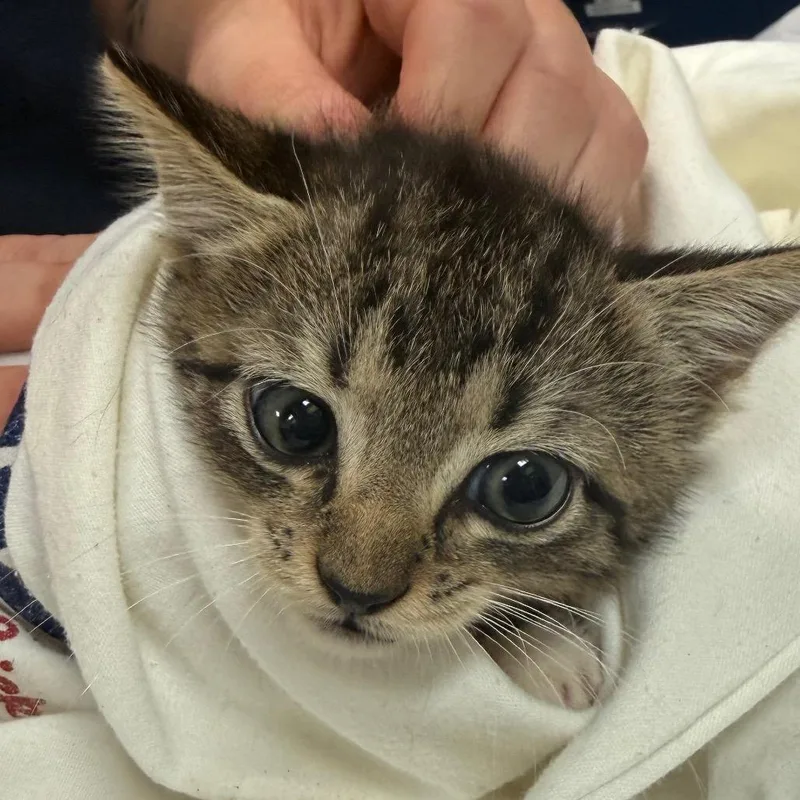 A baby small-sized female Brown / Chocolate Domestic Short Hair cat named Prosciutto for adoption in Lynchburg, VA