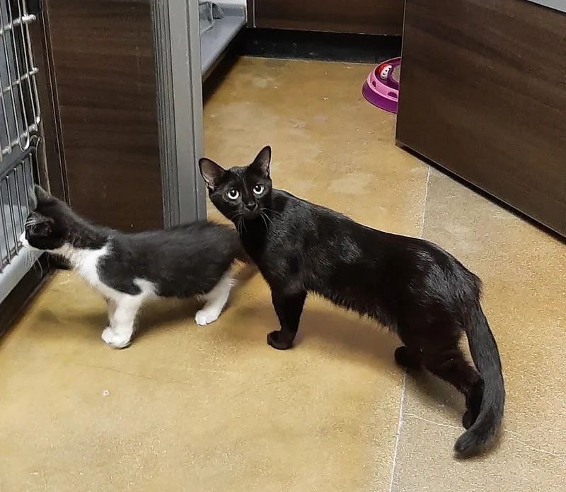 An adult medium-sized female Black Domestic Short Hair cat named Opal for adoption in Belleville, IL