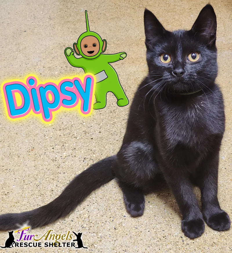 Dipsy