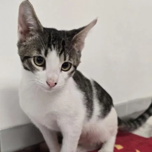 A baby small-sized male Domestic Short Hair cat named Luigi for adoption in Austin, TX