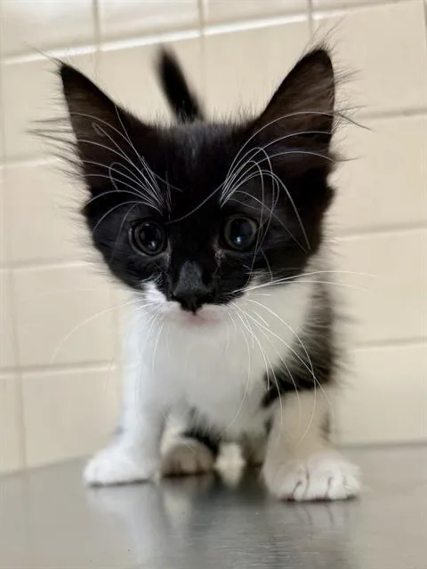 A baby small-sized female Domestic Medium Hair cat named Iron Rattler for adoption in San Antonio, TX