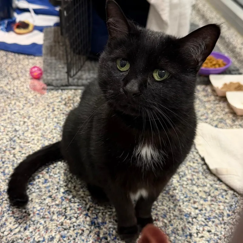 A senior large-sized female Black Domestic Short Hair cat named Panther for adoption in Fairport, NY