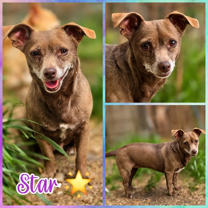 An adult small-sized female Brown / Chocolate Chihuahua dog named Star for adoption in Blacksburg, SC