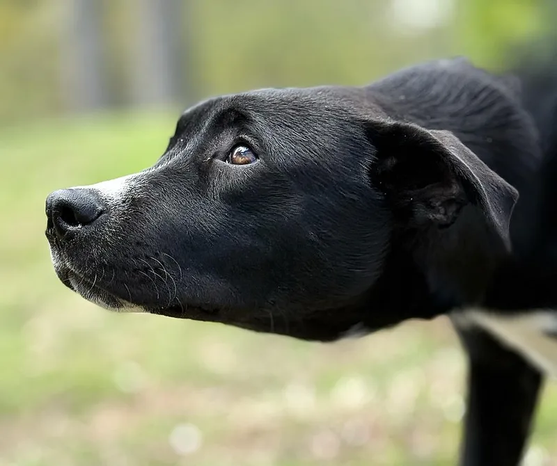 A baby medium-sized male Tricolor (Brown, Black, & White) Labrador Retriever dog named Cassian for adoption in Wolcott, CT