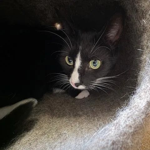 Tabitha King thumbnail 2