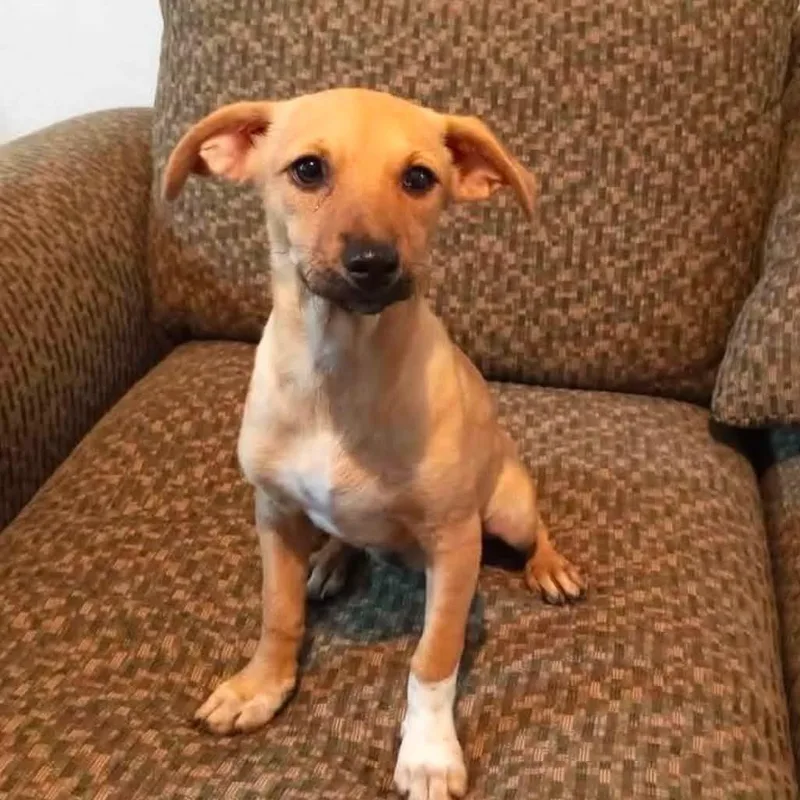 A baby small-sized female Red / Chestnut / Orange Terrier dog named Shrimp for adoption in Graham, WA