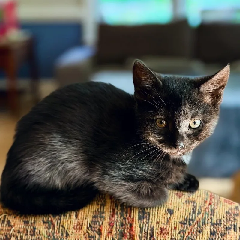 A baby small-sized female Black Domestic Short Hair cat named Adelaide for adoption in Silver Spring, MD
