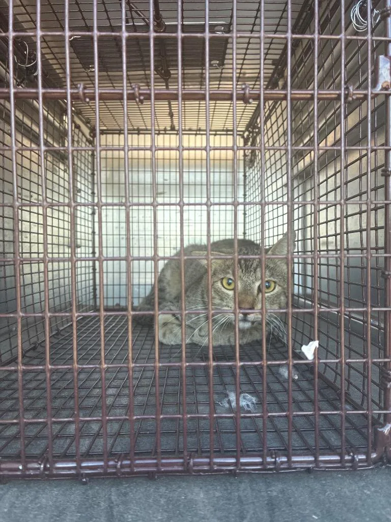 A young medium-sized male Domestic Short Hair cat named Cold pizza for adoption in New Braunfels, TX