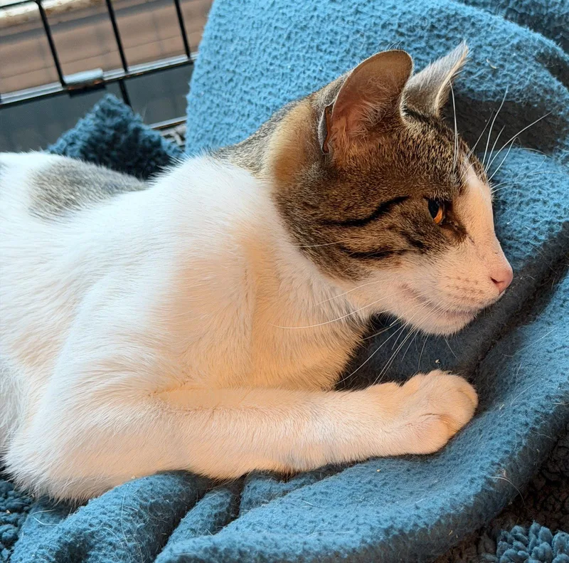 A young medium-sized male Domestic Short Hair cat named Levi for adoption in Broomall, PA