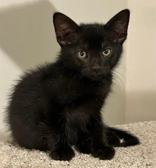 A baby small-sized male Domestic Short Hair cat named Paulie for adoption in Peoria, IL