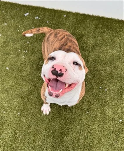 An adult medium-sized male Pit Bull Terrier dog named Pogo Possum for adoption in Toledo, OH
