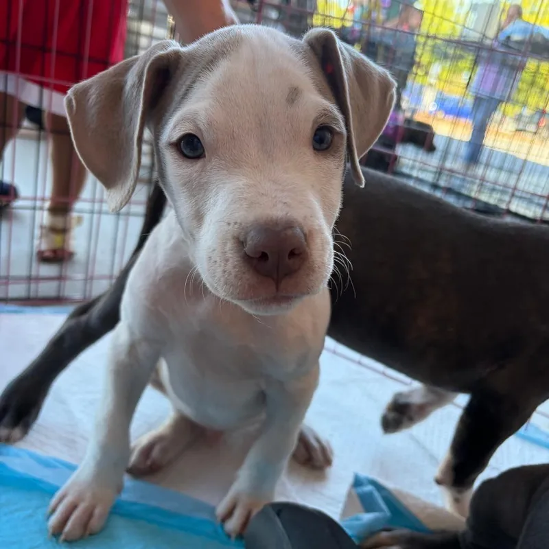 A baby small-sized male Pit Bull Terrier dog named Exon for adoption in Winder, GA