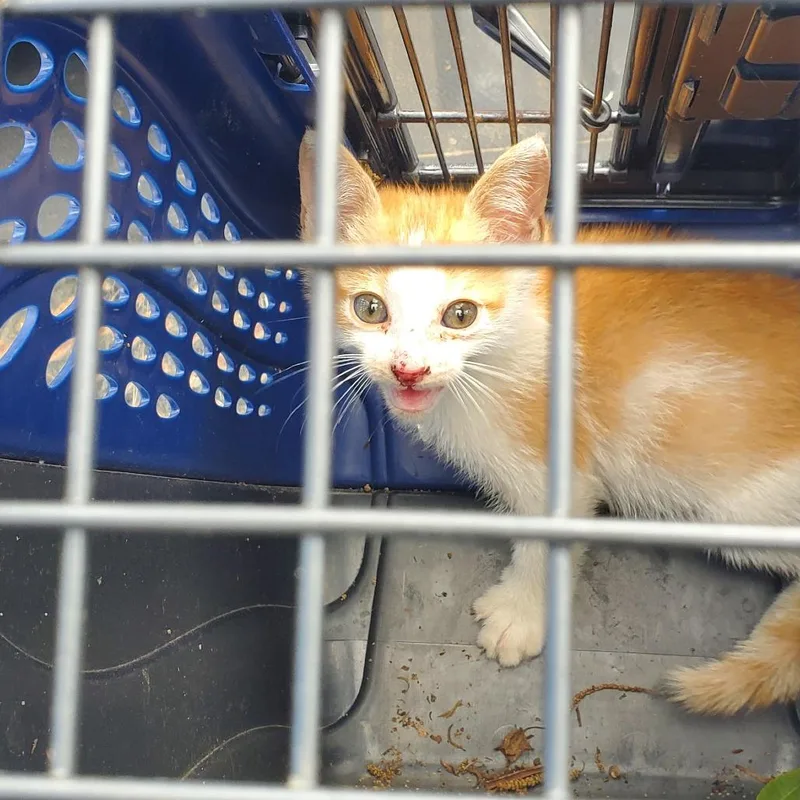 A baby small-sized male Orange / Red Domestic Medium Hair cat named Gabe for adoption in Lake Jackson, TX