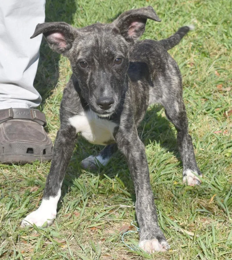 A baby medium-sized male Mixed Breed dog named Touchdown for adoption in Kingsland, GA