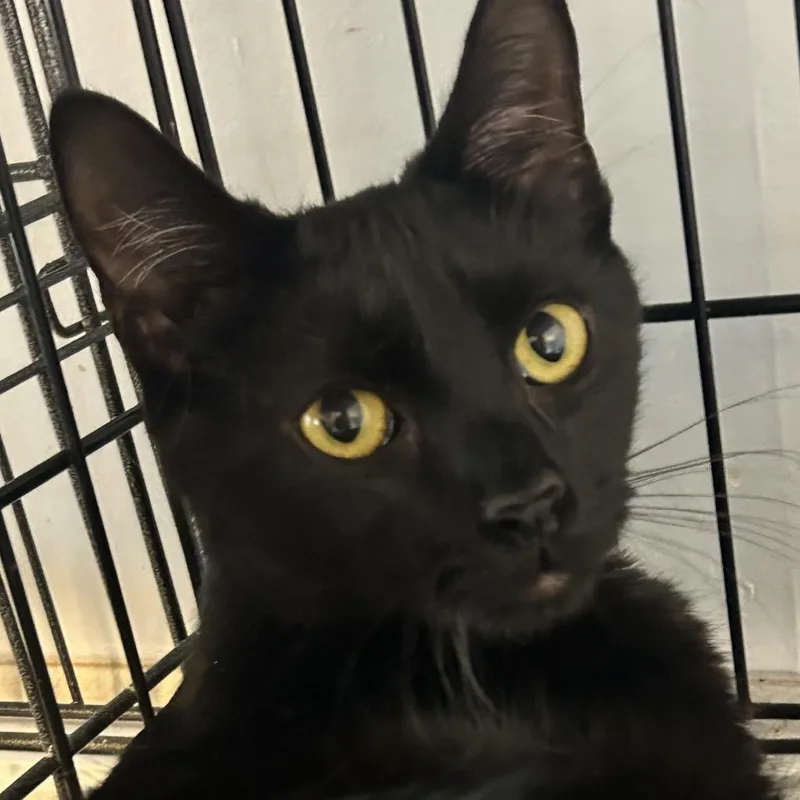 A young medium-sized male Black Domestic Short Hair cat named Wally for adoption in Middletown, NY