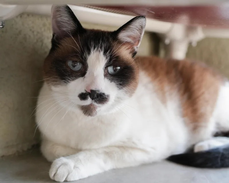 A senior medium-sized male Brown / Chocolate Domestic Short Hair cat named Mustachio for adoption in Boise, ID