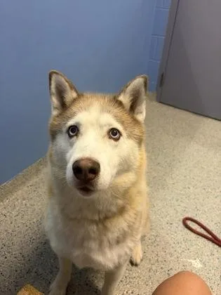 An adult large-sized female Siberian Husky dog named Logan for adoption in Columbus, IN