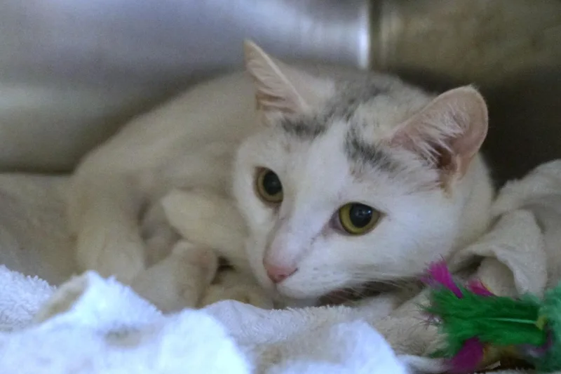 Baby Cakes thumbnail 2