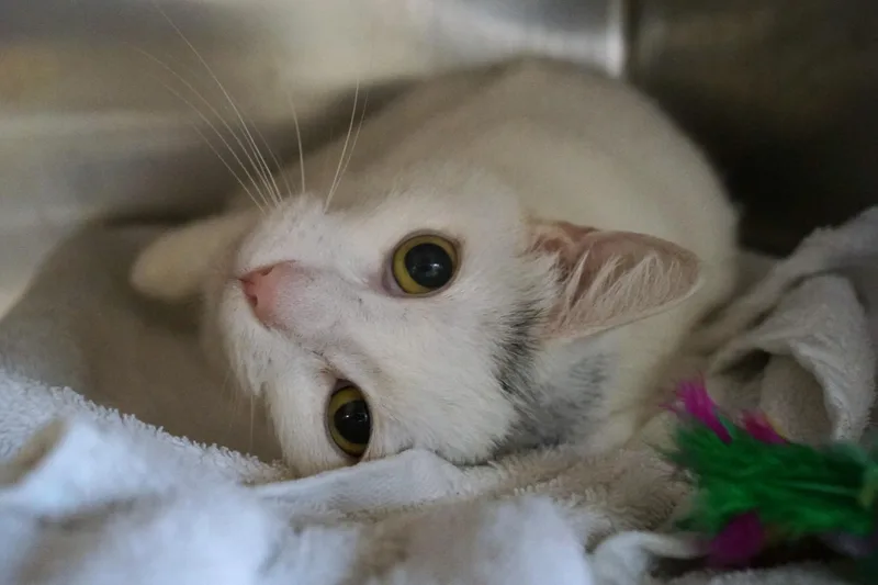 Baby Cakes thumbnail 3