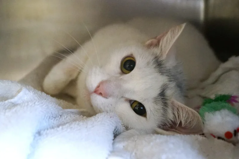 An adult large-sized female White Domestic Short Hair cat named Baby Cakes for adoption in New Milford, CT