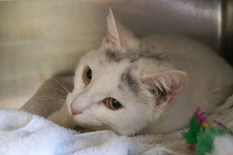 Baby Cakes thumbnail 4