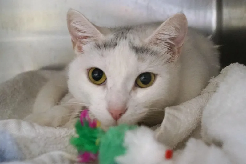 Baby Cakes thumbnail 5