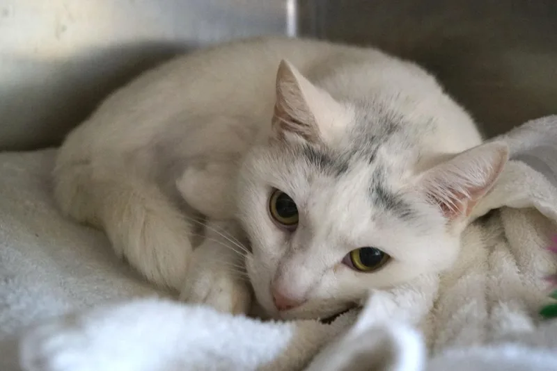 Baby Cakes thumbnail 6