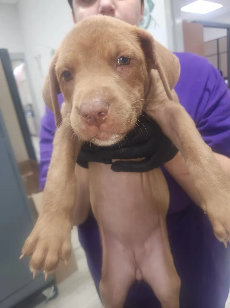 A young small-sized female Brown / Chocolate Labrador Retriever dog named Ruby for adoption in Mobile, AL